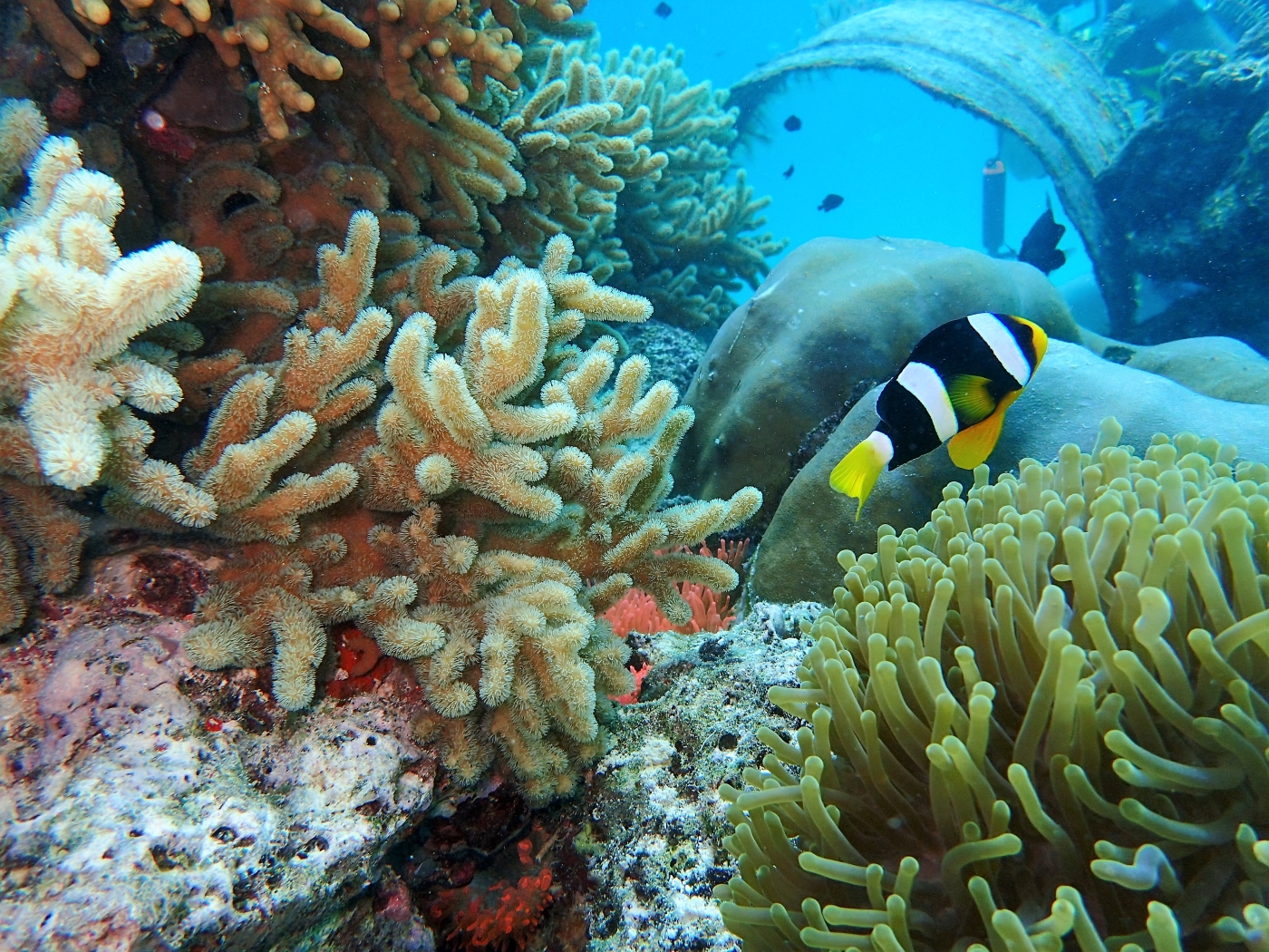 Corals Thrive On Summer Island Maldives' 3-D Printed Reef,, 42% OFF