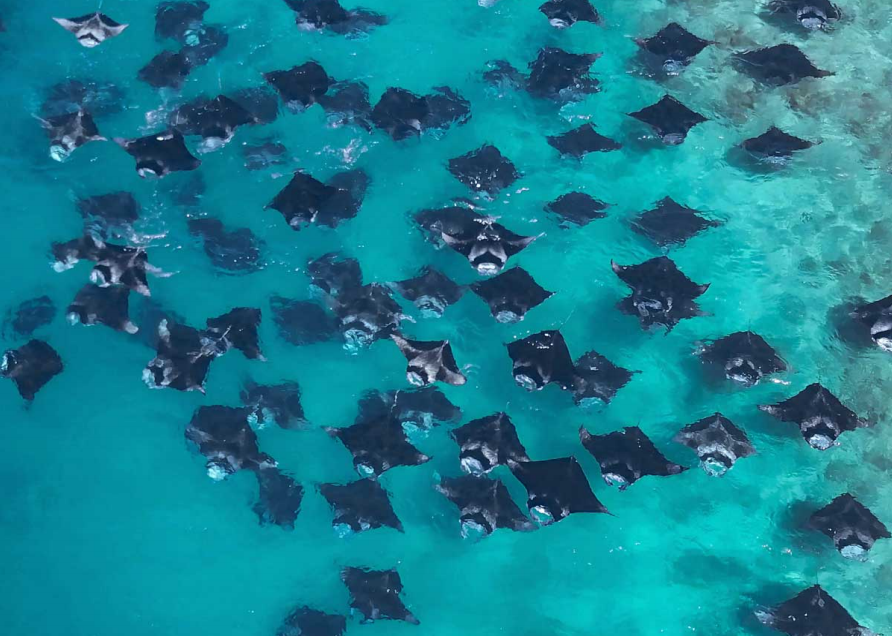 Editor’s Pick: Snorkel with Gentle Giants at Reethi Beach Resort in Baa Atoll Maldives
