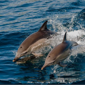 Excursions You Should Seek During Your Vacation at Kagi Maldives