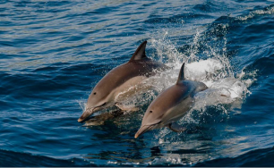 Excursions You Should Seek During Your Vacation at Kagi Maldives