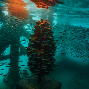 Top 5 Unique Experiences to Have at Fairmont Maldives