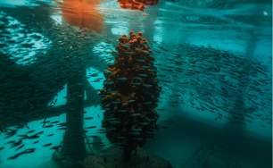 Top 5 Unique Experiences to Have at Fairmont Maldives