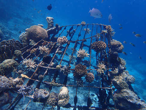 Travel Trade Maldives Banyan Tree Marine Lab Home of