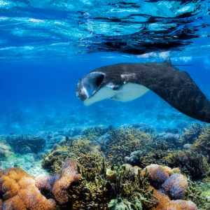 Boundless Adventures & Awe-Inspiring Moments at Furaveri Maldives