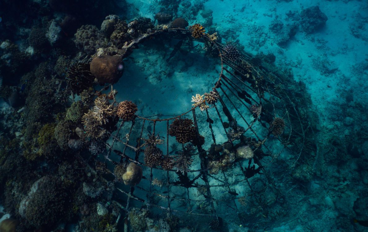 Reef banyan shop
