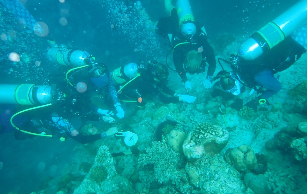 Finolhu, a Seaside Collection Resort, Successfully Transplants 1200 Coral Colonies in Joint Reef Restoration Effort
