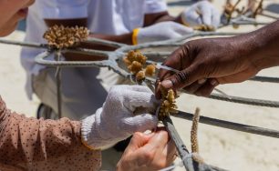 Sun Siyam Olhuveli Maldives Introduces Adopt-A-Coral-Frame Experience in Celebration of Earth Day