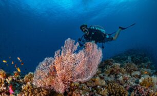 Manta Season Returns: Front-Row Encounters at The Westin Maldives Miriandhoo Resort