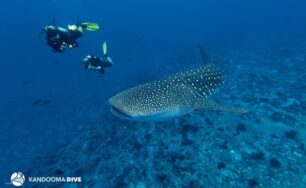 Surprise Sighting of Whale Shark at Holiday Inn Resort Kandooma Maldives