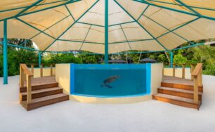 Indian Oceans Most Advanced Sea Turtle Health Institute Opens in Jawakara Islands Maldives