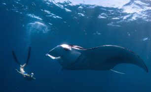 Avani+ Fares Maldives Resort Announces ‘Ocean Aware Month’ This September with World Champion Freedivers and Marine Conservation Initiatives