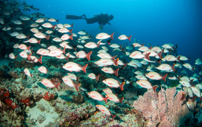 Machchafushi Island Resort & Spa Maldives to Host Exclusive Underwater Photography Experience with Nikon